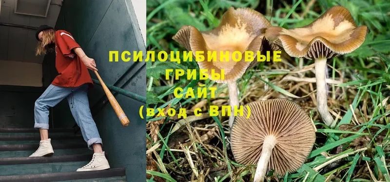 Галлюциногенные грибы MAGIC MUSHROOMS  Алатырь 